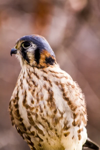 Amerykański Kestral w zimie ustawienie — Zdjęcie stockowe