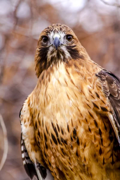 Falco coda rossa in inverno — Foto Stock