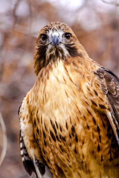 Roter Schwanzfalke im Winter — Stockfoto