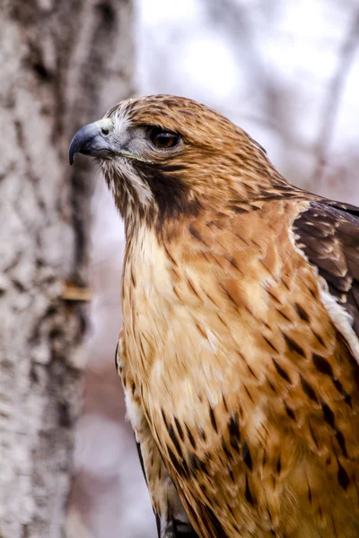 Red Tail Hawk in Winter Setting — Stock Photo, Image