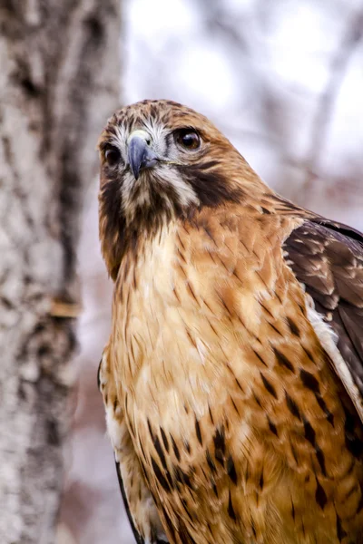 stock image Red Tail Hawk in Winter Setting