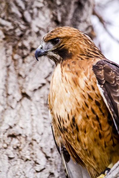 Red Tail Hawk in Winter Setting — Stock Photo, Image