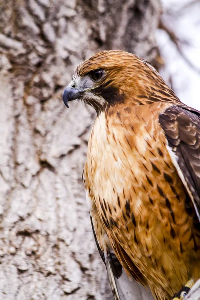 Falco coda rossa in inverno — Foto Stock