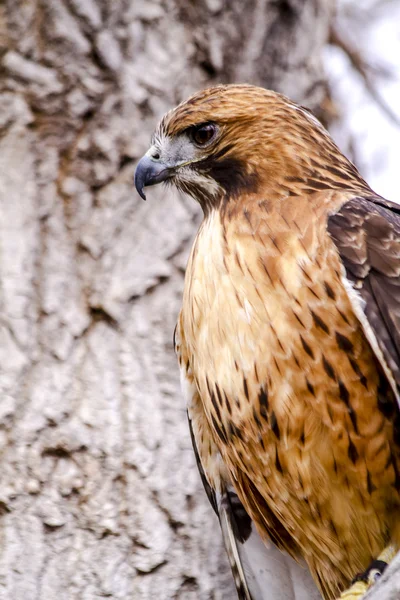 Falco coda rossa in inverno — Foto Stock