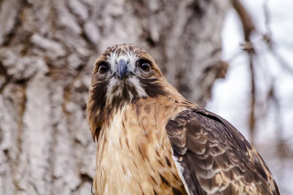 Punainen pyrstö Hawk talvella asettaminen — kuvapankkivalokuva