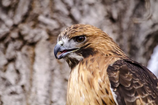 Red Tail Hawk in Winter Setting — Stock Photo, Image