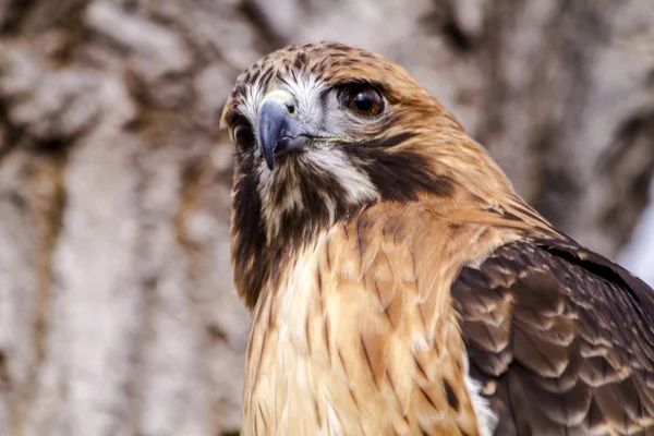 Roter Schwanzfalke im Winter — Stockfoto