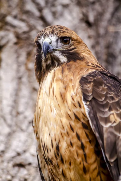 Falco coda rossa in inverno — Foto Stock