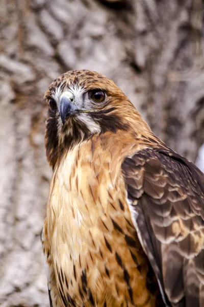 Falco coda rossa in inverno — Foto Stock