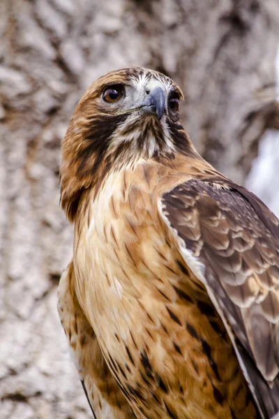 Falco coda rossa in inverno — Foto Stock