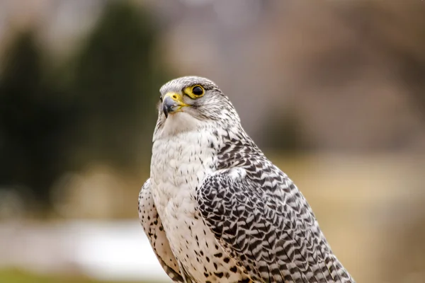 Silver Gerfalcon in WInter Setting — Stock Photo, Image