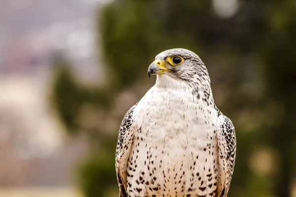 Silberfalke im winterlichen Setting — Stockfoto