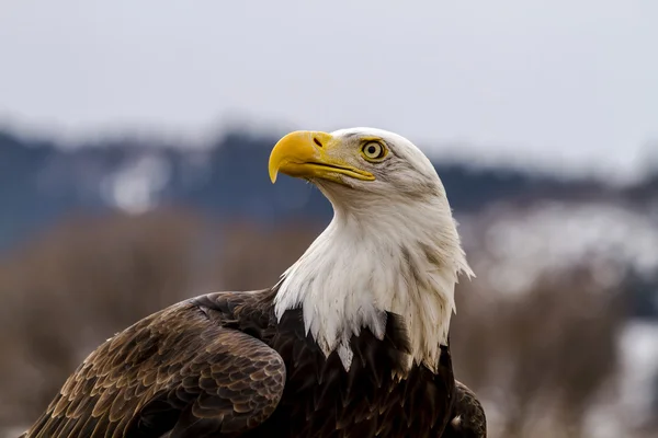 Águia calva americana no cenário de inverno — Fotografia de Stock