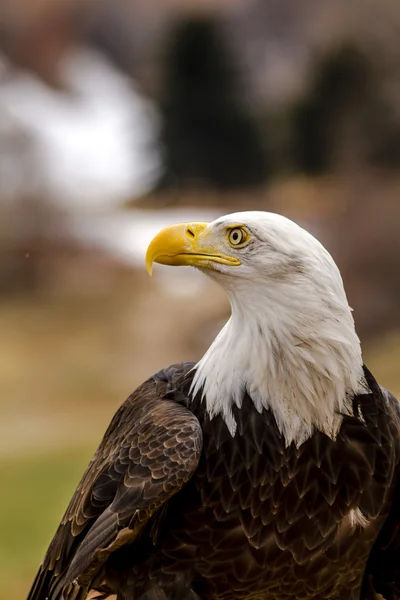 Aquila calva americana in inverno — Foto Stock