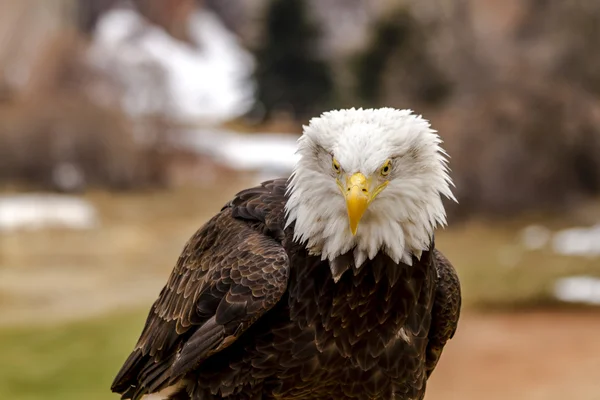 Águia calva americana no cenário de inverno — Fotografia de Stock