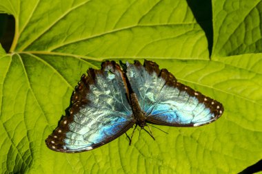 Eastland Alışveriş Merkezi, kelebek çeşitleri