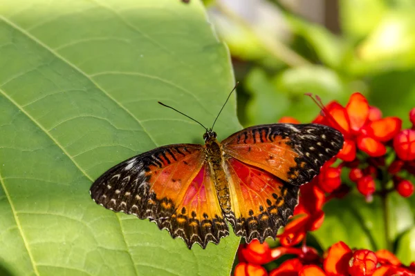 Motýl odrůdy u botanické zahrady — Stock fotografie