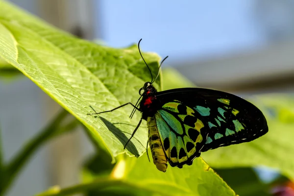 Variedades de mariposas en los jardines botánicos — Foto de Stock