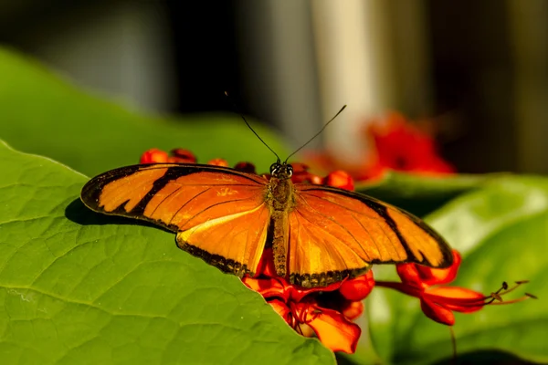 Butterfly sorter på botaniska trädgårdar — Stockfoto