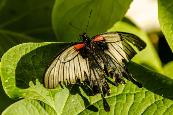 Variedades de mariposas en los jardines botánicos — Foto de Stock