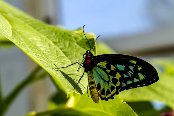 Variedades de mariposas en los jardines botánicos —  Fotos de Stock