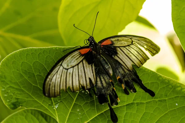 Variedades de borboletas em jardins botânicos — Fotografia de Stock