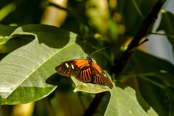Le varietà di farfalle nei giardini botanici — Foto Stock