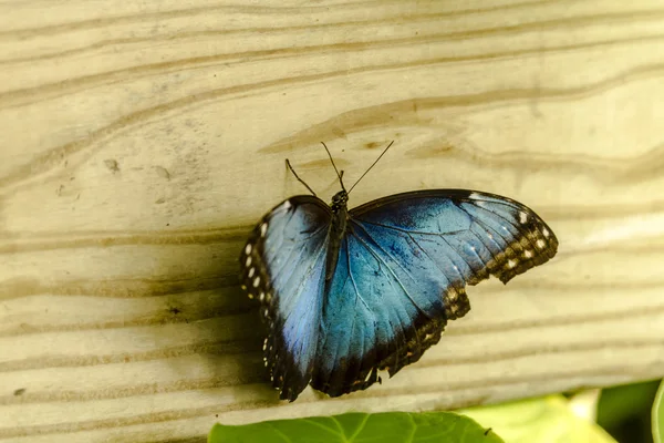 Variedades de mariposas en los jardines botánicos — Foto de Stock