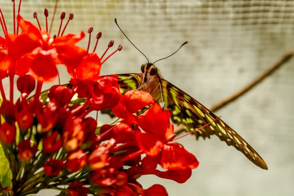 Motýl odrůdy u botanické zahrady — Stock fotografie