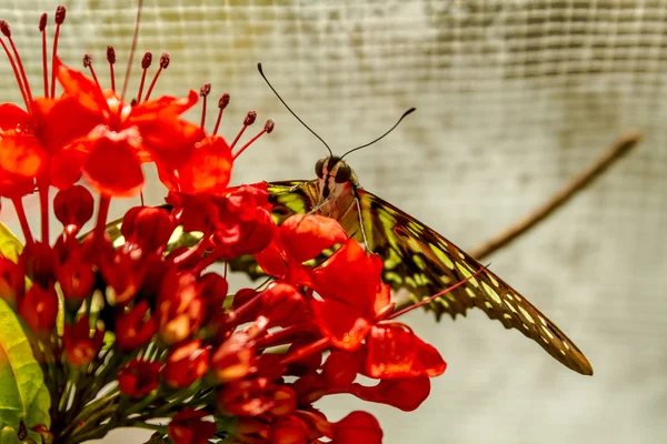 Motýl odrůdy u botanické zahrady — Stock fotografie