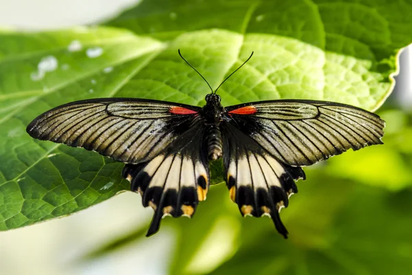 Motýl odrůdy u botanické zahrady — Stock fotografie