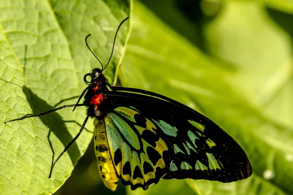 Variedades de mariposas en los jardines botánicos — Foto de Stock