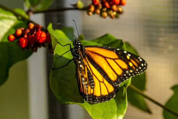 Variétés de papillons dans les jardins botaniques — Photo