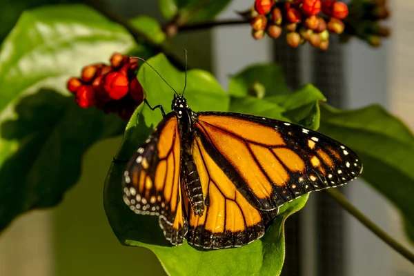 Variétés de papillons dans les jardins botaniques — Photo