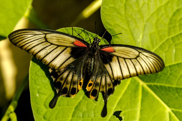 식물원에서 나비 종류 — 스톡 사진