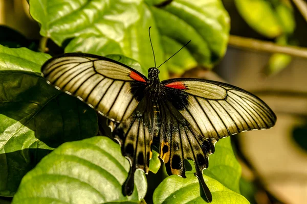 Variedades de mariposas en los jardines botánicos — Foto de Stock