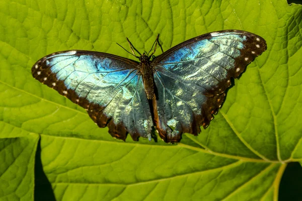 Variedades de mariposas en los jardines botánicos — Foto de Stock