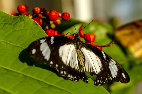 Variedades de borboletas em jardins botânicos — Fotografia de Stock