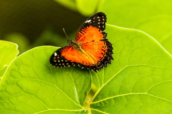 Variedades de borboletas em jardins botânicos — Fotografia de Stock