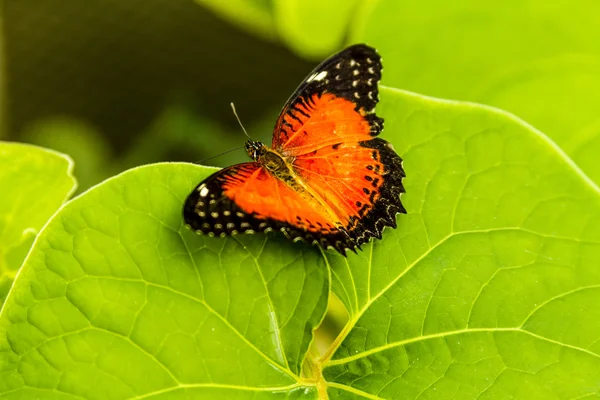 Variedades de mariposas en los jardines botánicos — Foto de Stock