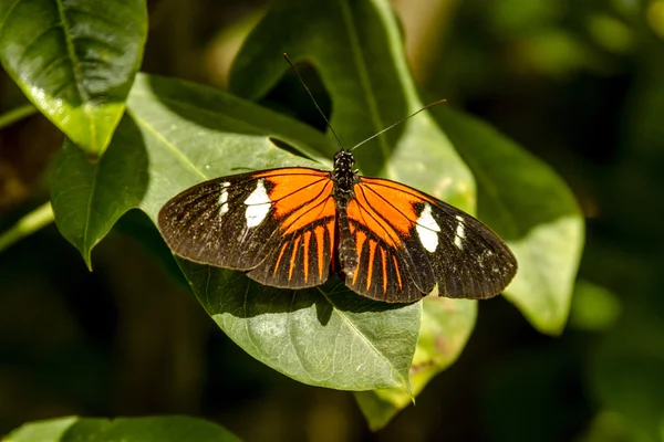 Variedades de borboletas em jardins botânicos — Fotografia de Stock