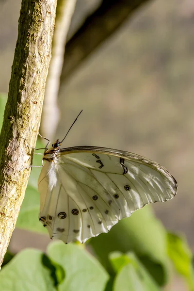 Variedades de mariposas en los jardines botánicos —  Fotos de Stock