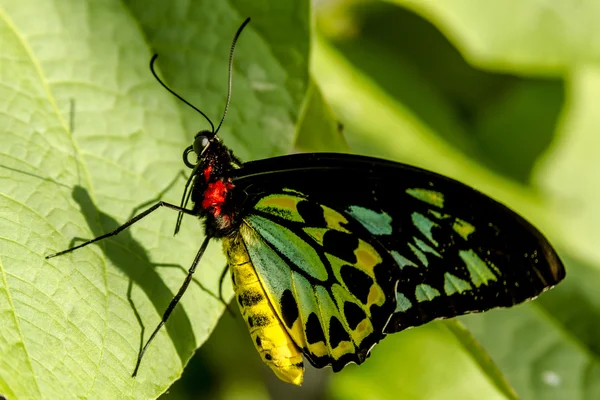 Variedades de borboletas em jardins botânicos — Fotografia de Stock