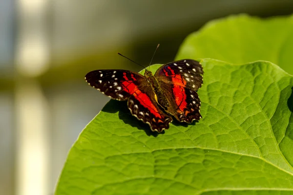 Variedades de mariposas en los jardines botánicos — Foto de Stock