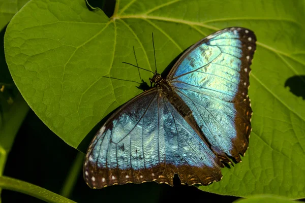 Variedades de mariposas en los jardines botánicos —  Fotos de Stock