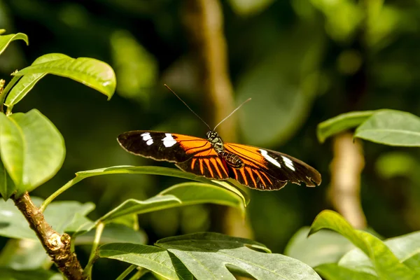 Butterfly Varieties at Botanical Gardens — Stock Photo, Image