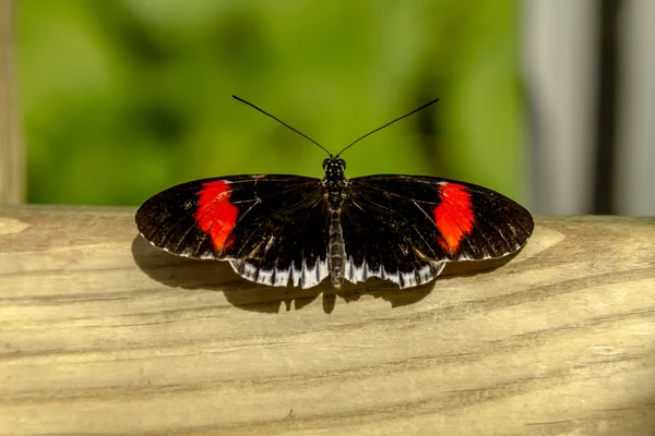 Motyl odmian w ogród botaniczny — Zdjęcie stockowe