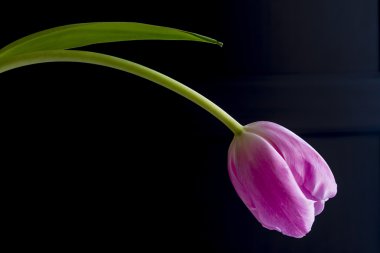 Kapalı Lale demetleri