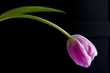 Kapalı Lale demetleri