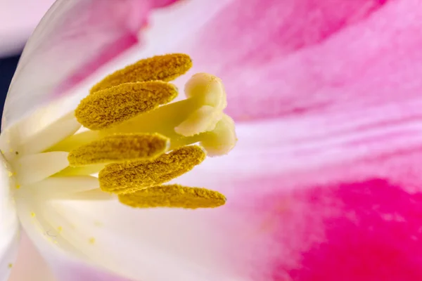 Bouquets of Tulips Indoors — Stock Photo, Image